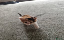 Mixed Breed cats for sale: Stunning kittens  - Image 5