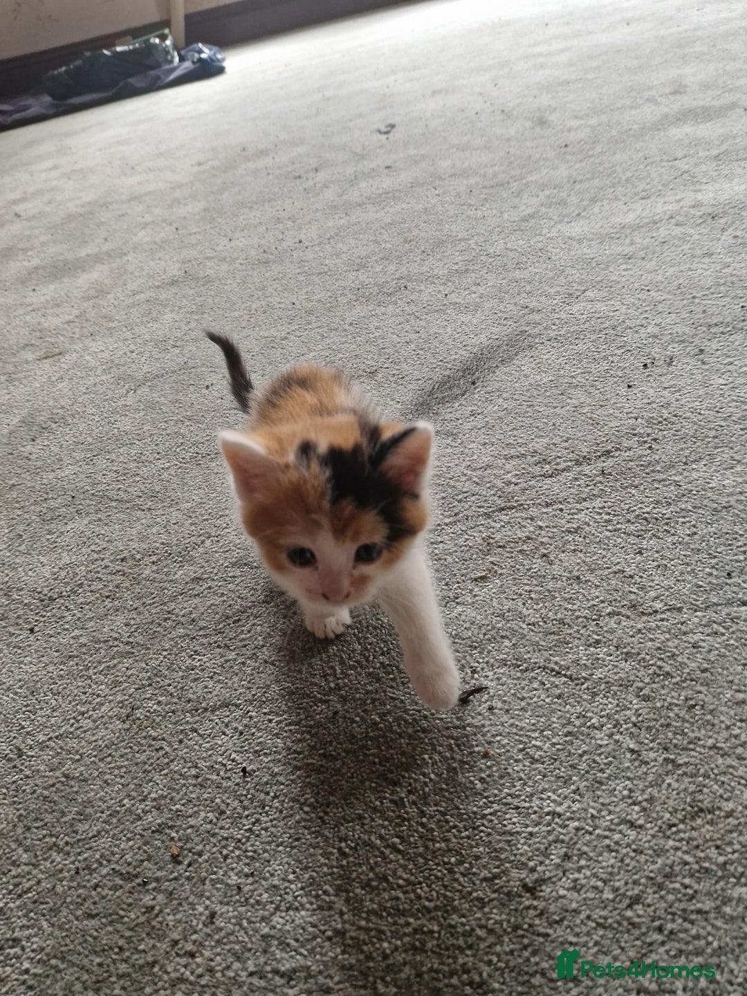 Mixed Breed cats for sale: Stunning kittens  - Image 5