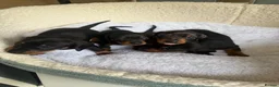 Dachshund dogs for sale: Miniature Dascshund smooth hair puppy’s  in Ilminster - Advert 16
