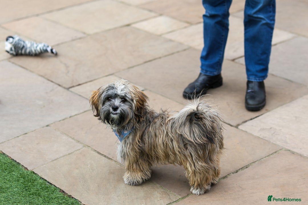 Mixed Breed dogs for adoption: Gilbert the hypoallergenic dog - Image 16