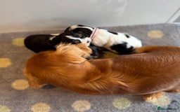 Cavalier King Charles Spaniel dogs for sale: Health tested cavalier King Charles  - Image 2