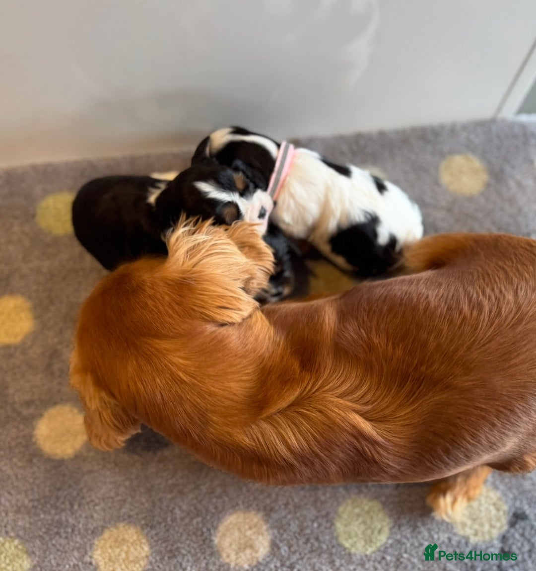Cavalier King Charles Spaniel dogs for sale: Health tested cavalier King Charles  - Image 2