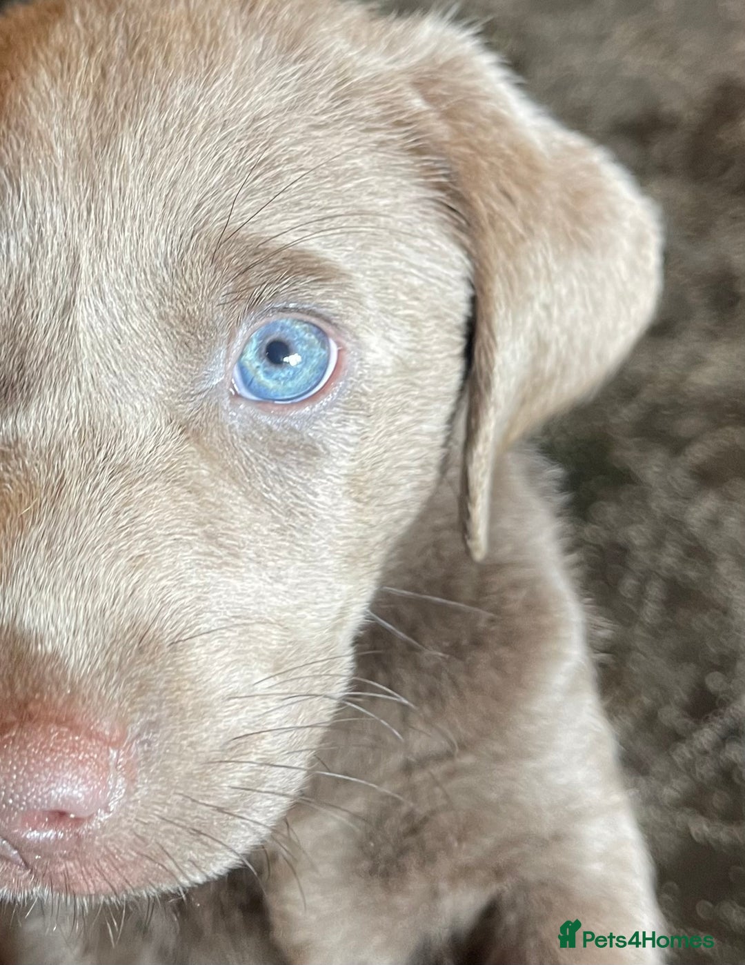 Labrador Retriever dogs for sale: Stunning Pure Pedigree silver labrador puppies  - Image 7