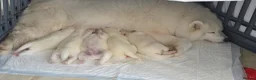 Samoyed dogs for sale: Beautiful purebred puppies - Advert 2