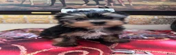 Yorkshire Terrier dogs for sale: Yorkshire Terrier puppies  - Advert 5
