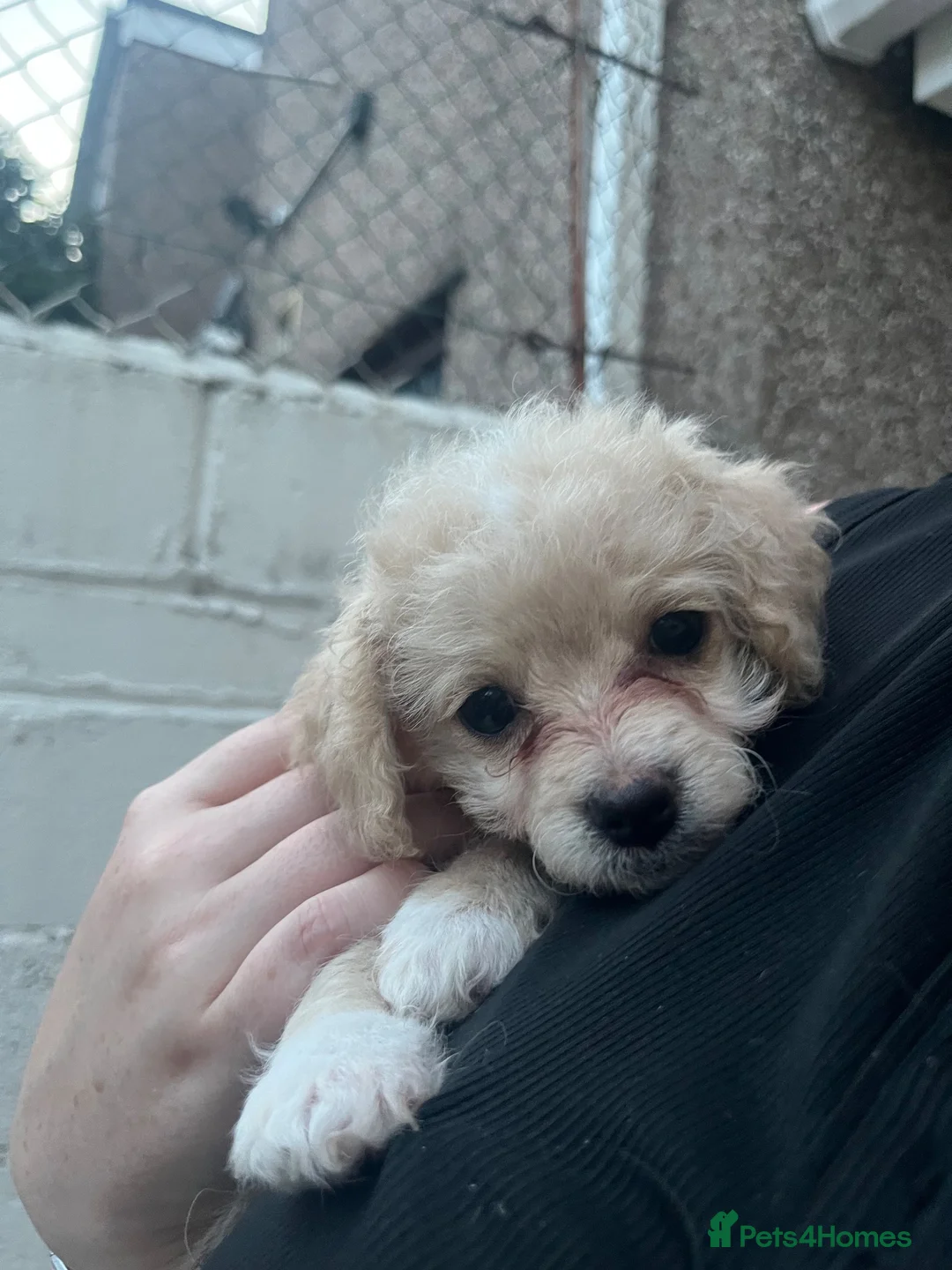 Mixed Breed dogs for sale: 2 female Cavapoochon x Cockerpoo in Porth - Advert 6