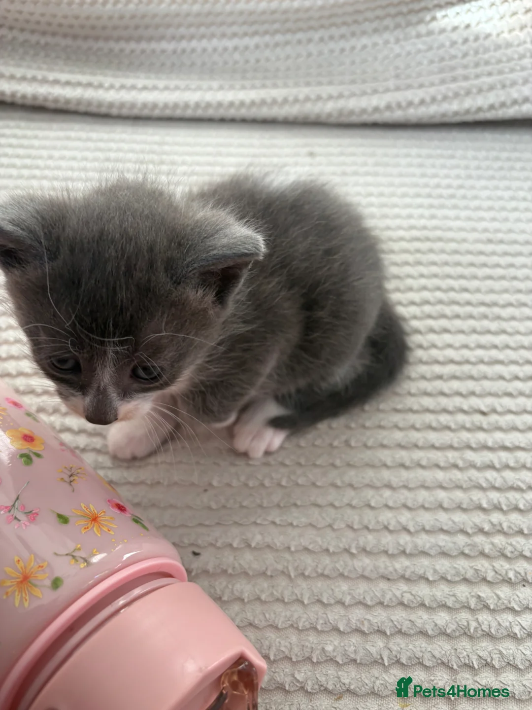 Mixed Breed cats for sale: Beautiful white and grey kittens  - Advert 6