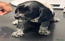 English Springer Spaniel dogs for sale: 2 springer spaniel puppies for sale  in Preston - Image 33