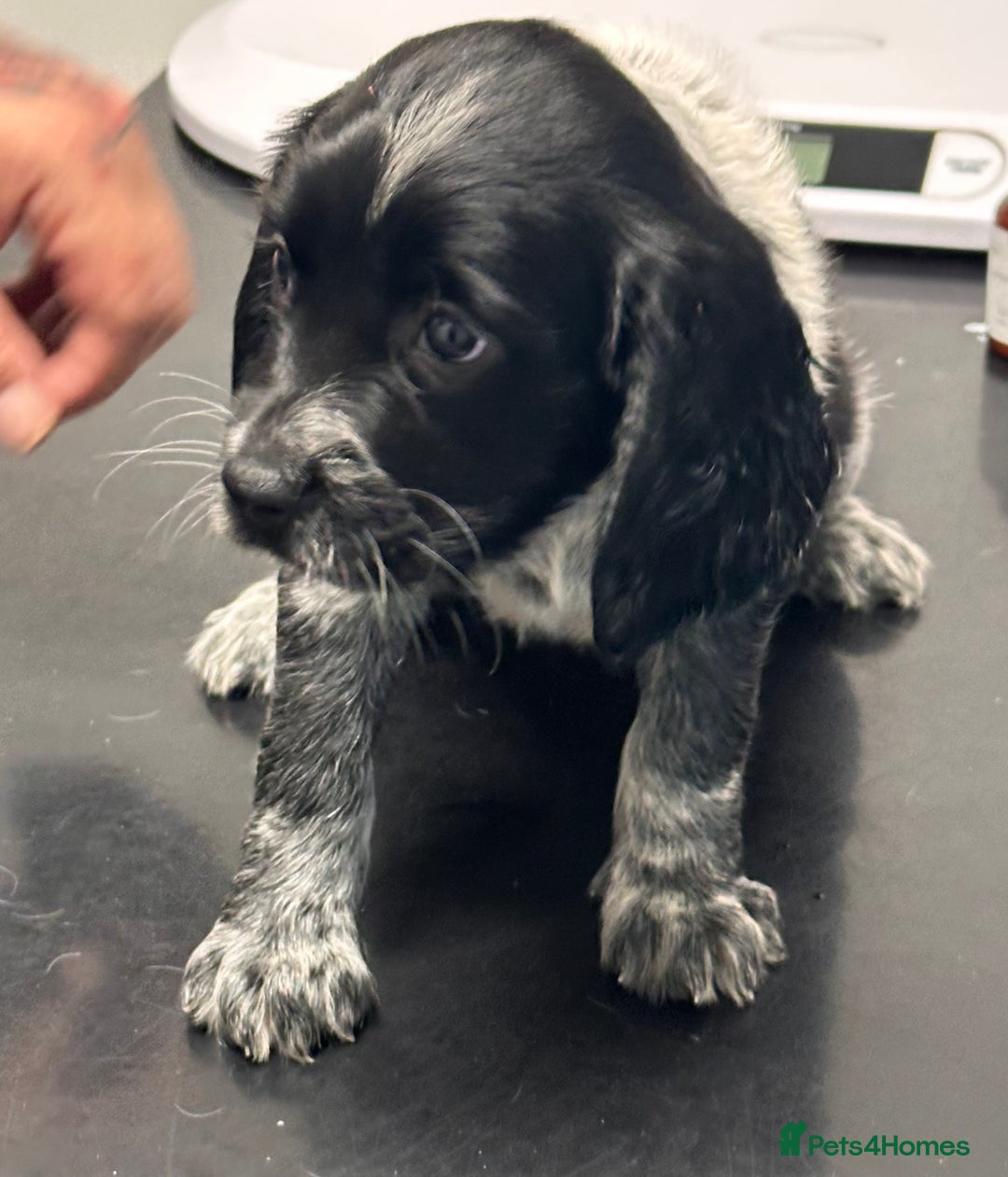 English Springer Spaniel dogs for sale: 2 springer spaniel puppies for sale  in Preston - Image 33