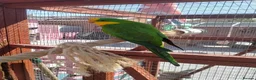 Parakeets birds for sale: TWO MALE BARRABAND / SUPERB PARAKEETS - Advert 1
