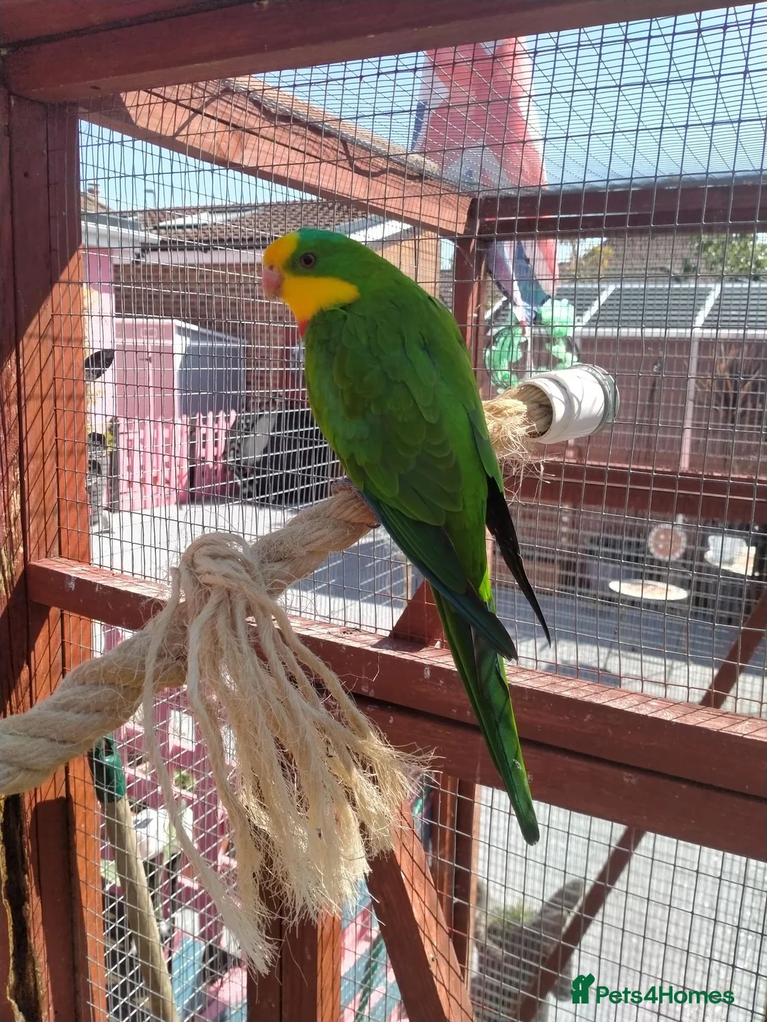 Parakeets birds for sale: TWO MALE BARRABAND / SUPERB PARAKEETS - Advert 1