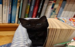 Mixed Breed cats for sale: 2 sweet kittens for sale - Advert 8