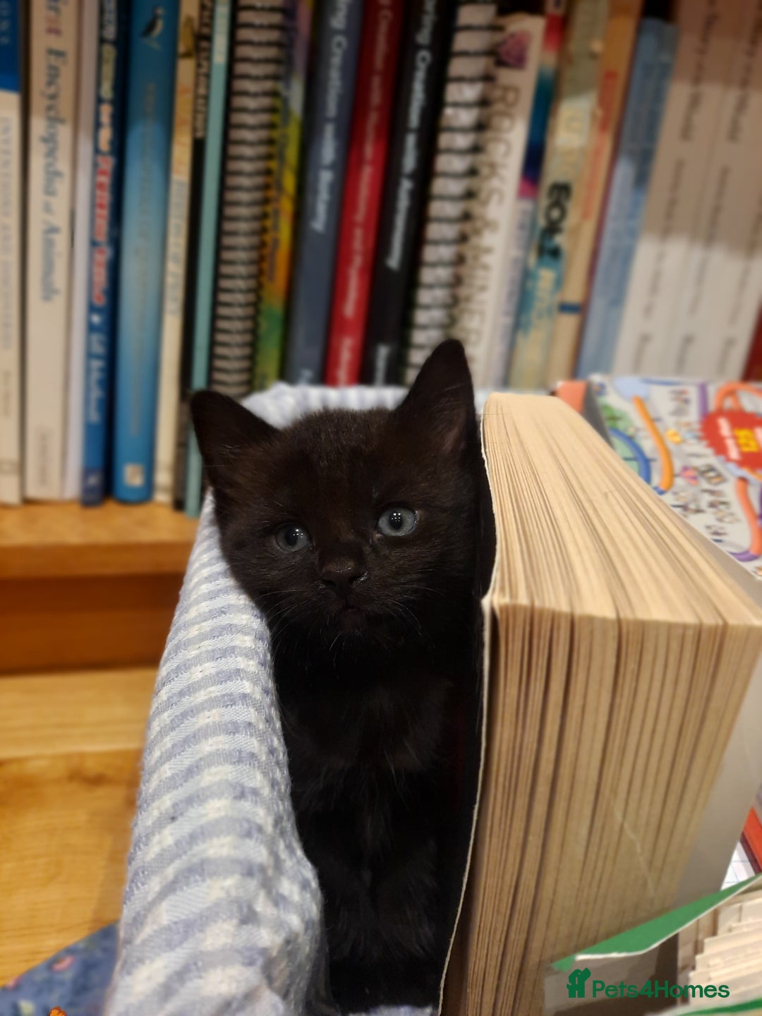 Mixed Breed cats for sale: 2 sweet kittens for sale - Advert 8