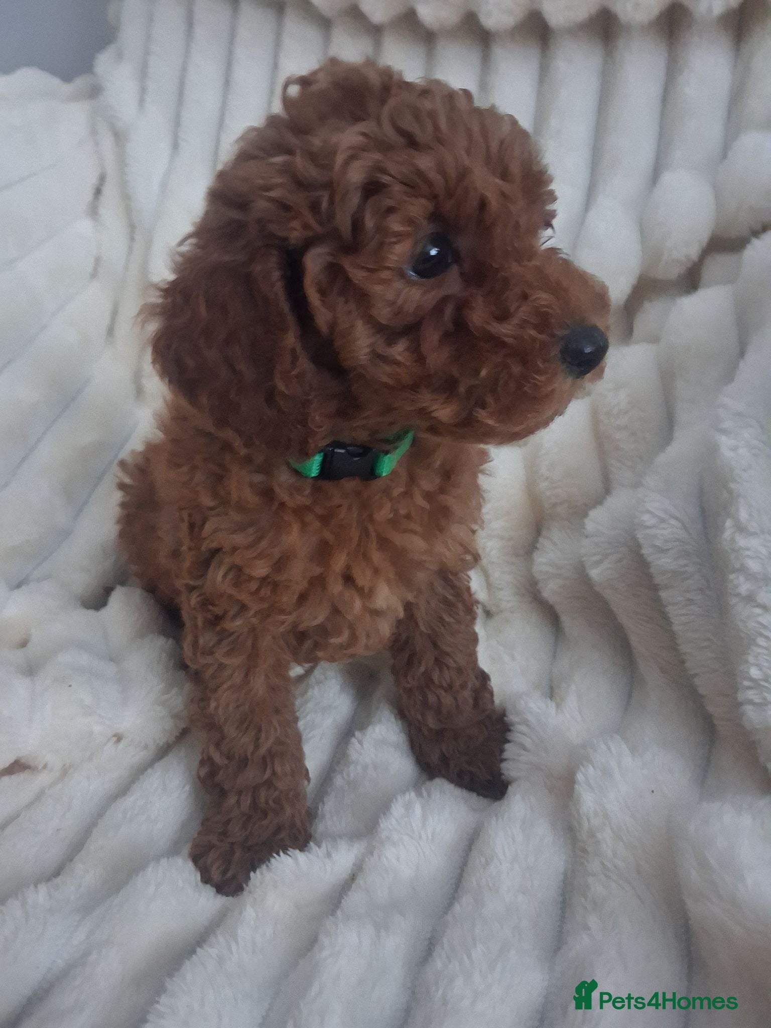 Miniature Poodle dogs Red Miniature poodle puppies ready now - Advert 1