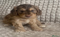 Cockapoo dogs for sale: Beautiful cockapoo puppies - Image 2
