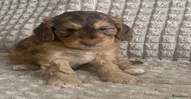 Cockapoo dogs - Advert 14