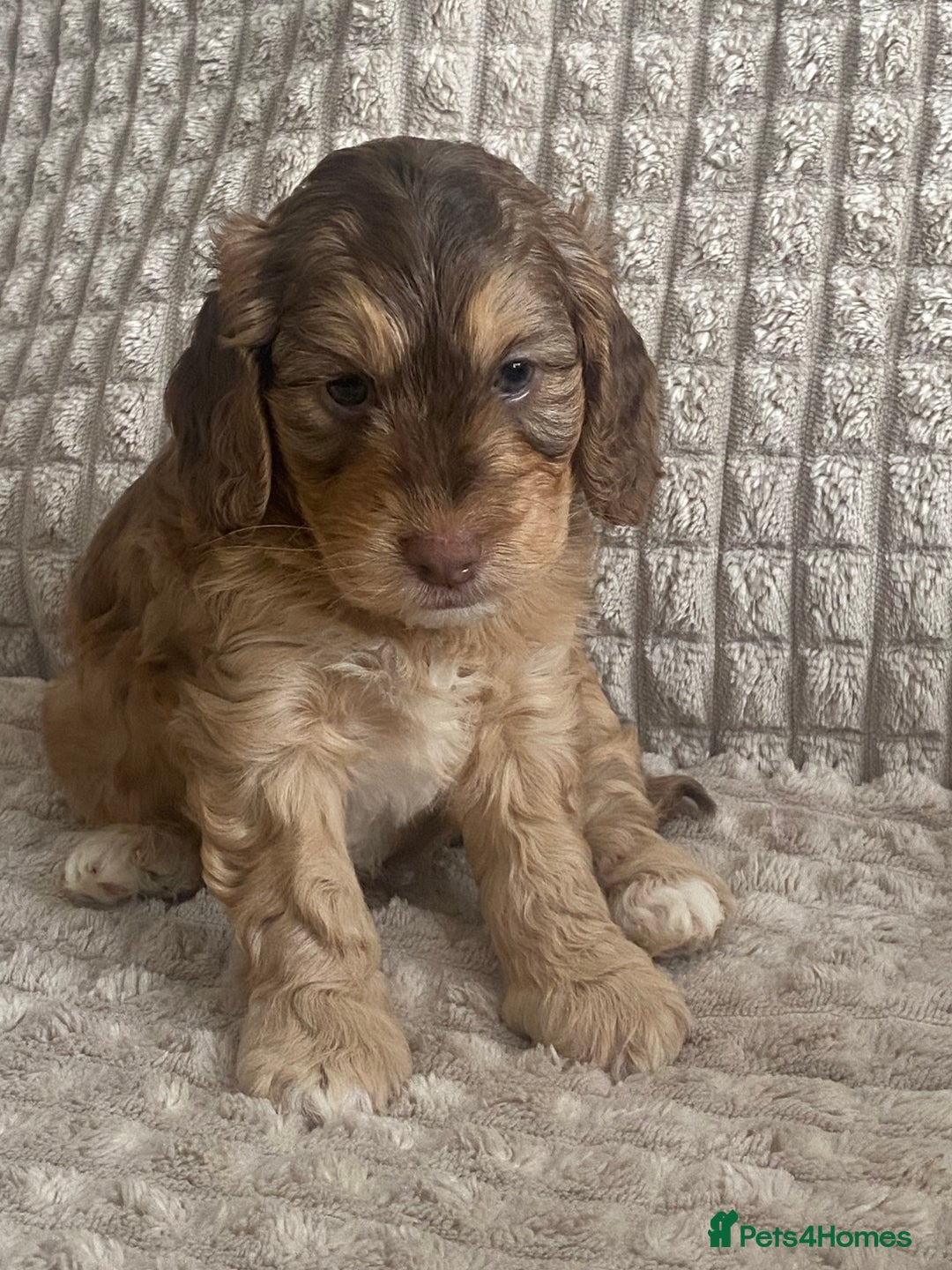 Cockapoo dogs for sale: Beautiful cockapoo puppies - Image 2
