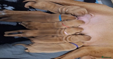 Dogue De Bordeaux dogs - Advert 3