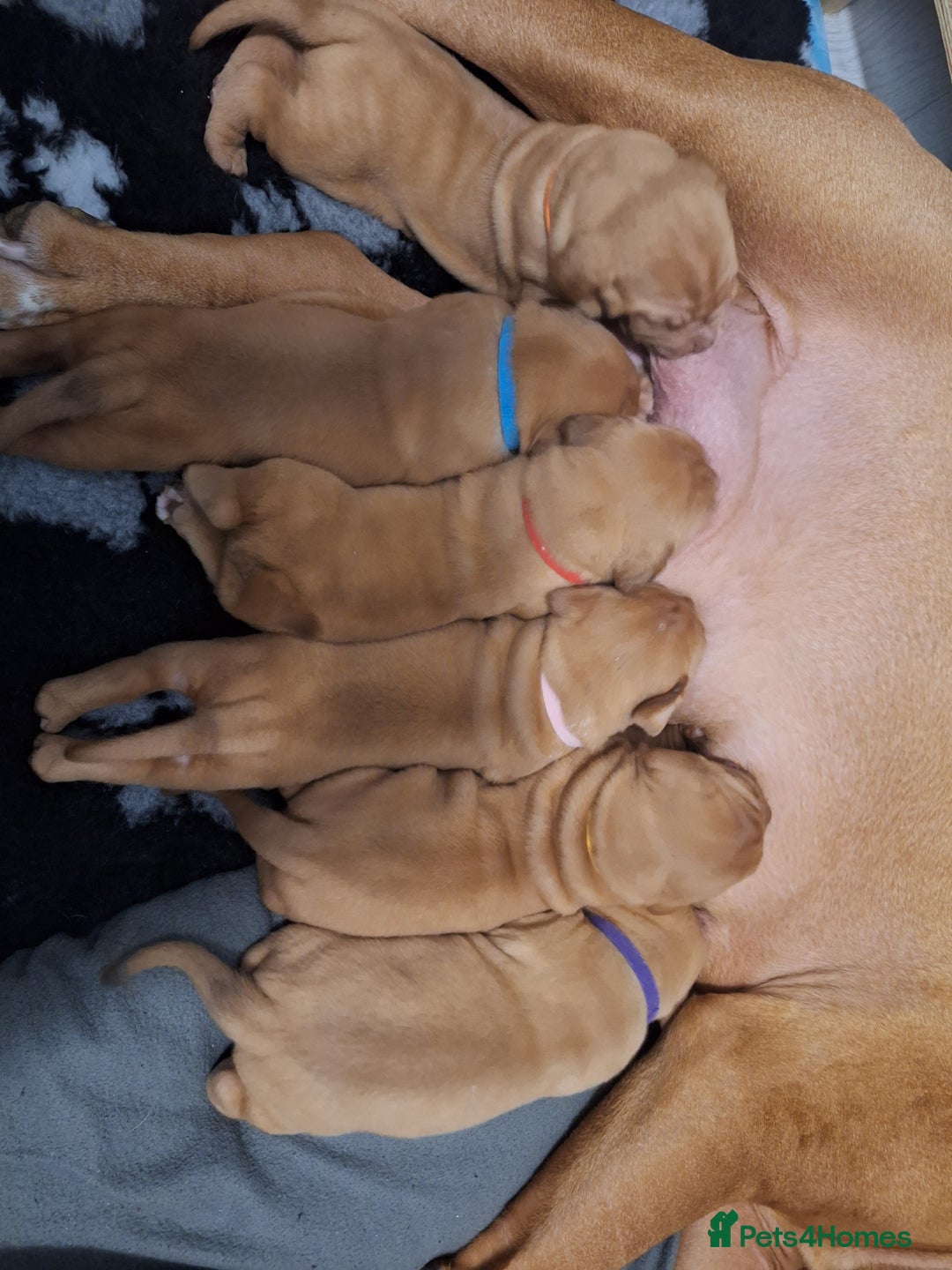 Dogue De Bordeaux dogs for sale: Dogue De Bordeaux Puppies-Champion Bloodlines - Image 3