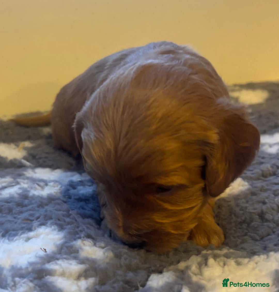 Cockapoo dogs for sale: Stunning F1 Cockapoos from H/Tested KC Parents!! - Image 23