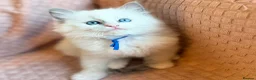 Ragdoll cats for sale: Ragdoll  kitten  in Wisbech - Advert 3