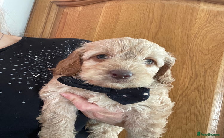 Cockapoo dogs  5 ⭐️ genetics F1b cockapoo Apricot with blue eyes - Advert 2