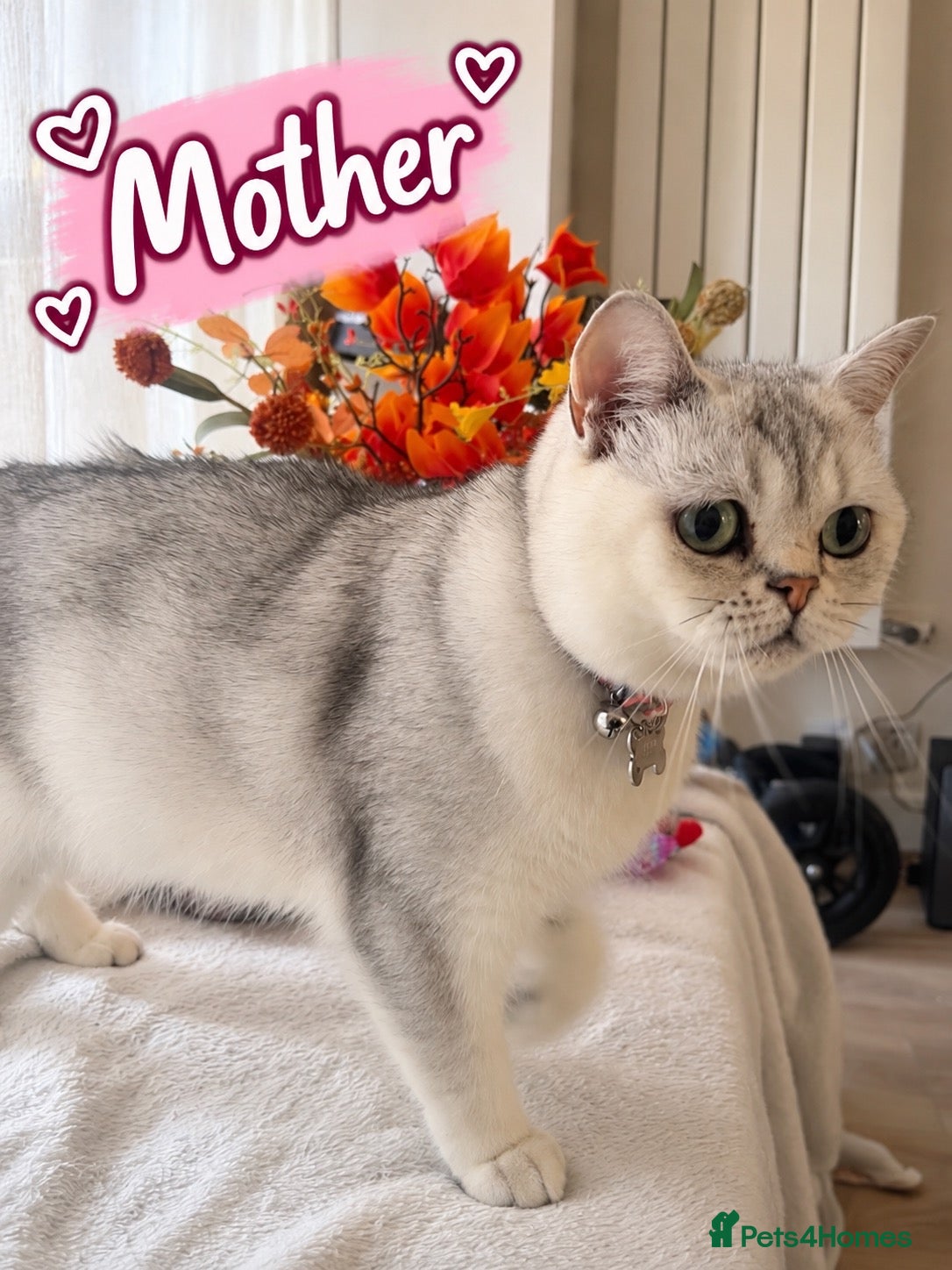 British Shorthair cats 🐾 3 Beautiful Female Silver Tabby & White Kittens - Advert 2
