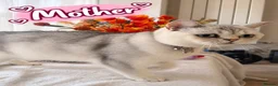 British Shorthair cats for sale: 🐾 3 Beautiful Female Silver Tabby & White Kittens in Harpenden - Advert 2