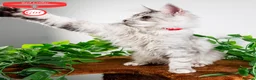 Maine Coon cats for sale: Stunning Maine Coon Kittens Ready - Advert 17