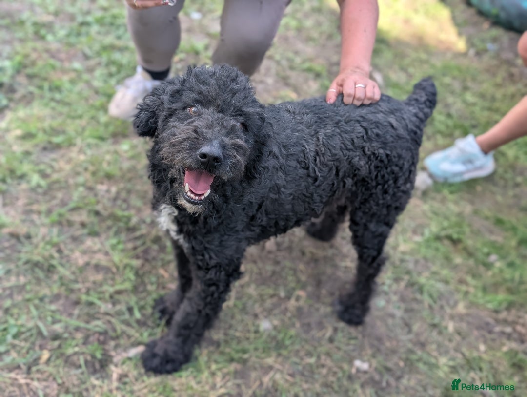 Mixed Breed dogs for sale: Handsome Hero 😍🐾 - Image 3