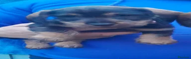 Dachshund Puppy 7