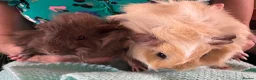 Guinea Pig rodents for sale: Beautiful, healthy, friendly brother guinea pigs - Advert 2