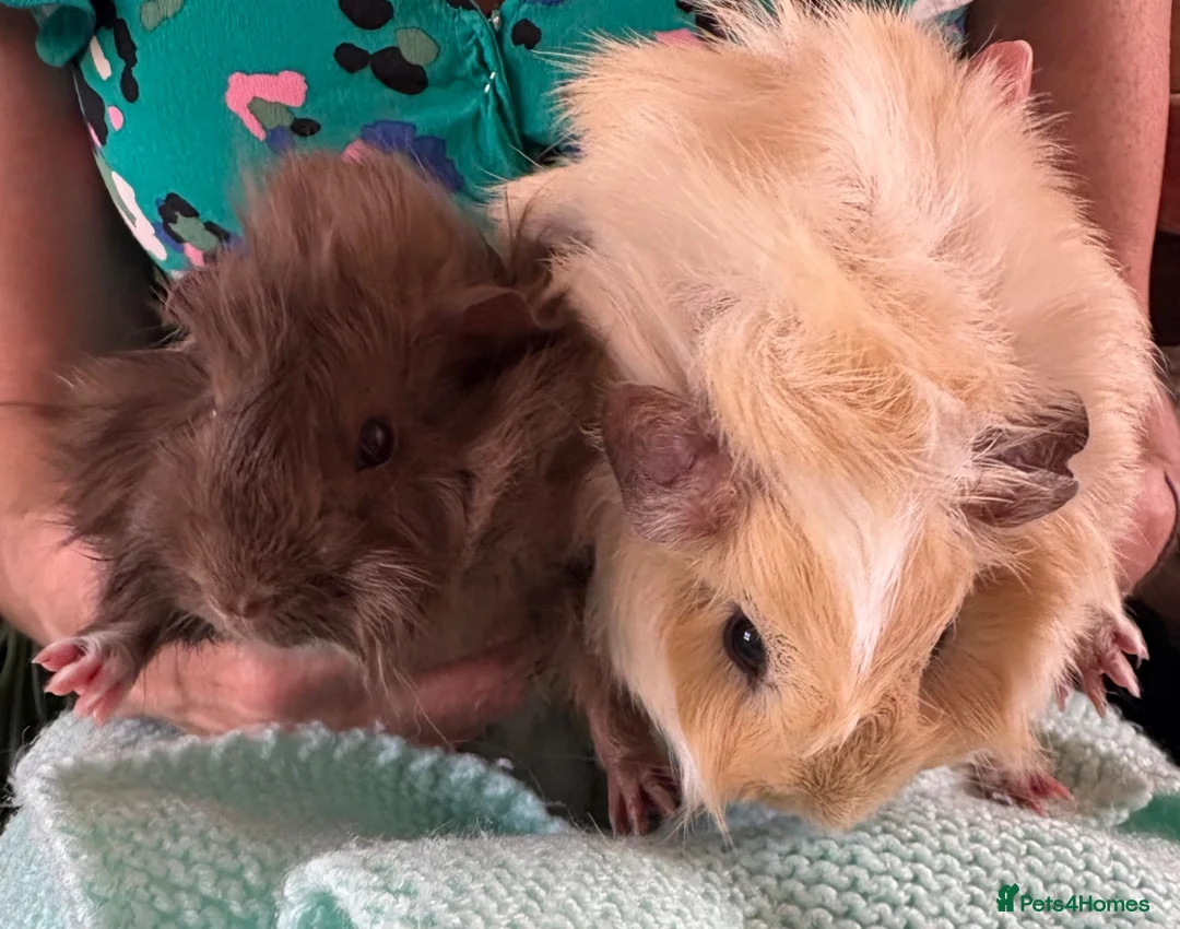 Guinea Pig rodents for sale: Beautiful, healthy, friendly brother guinea pigs - Advert 2