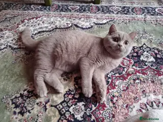 British Shorthair cats British Shorthair kittens - Advert 13