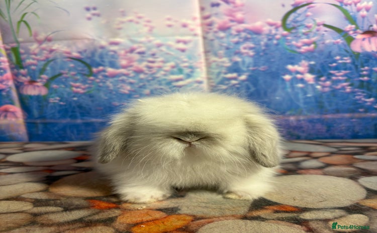 Mini Lion Lop rabbits - Advert 1