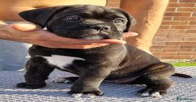 Cane Corso dogs - Advert 3
