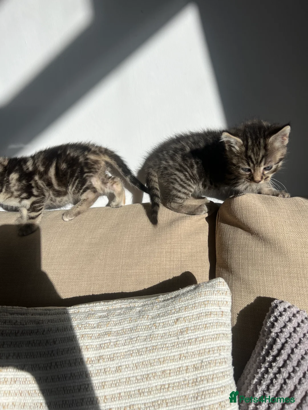 Maine Coon cats for sale: Two Beautiful Male Kittens - Advert 1
