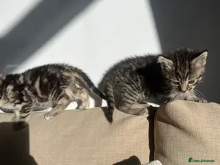 Maine Coon cats Two Beautiful Male Kittens - Advert 2