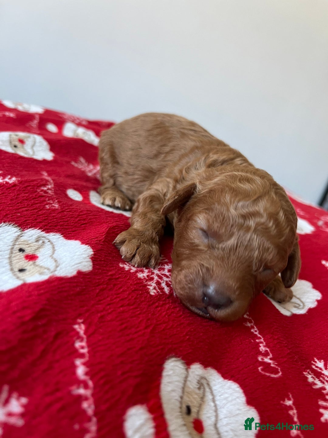 Toy Poodle dogs for sale: ***Stunning fox red Toy Poodle puppies*** - Advert 5