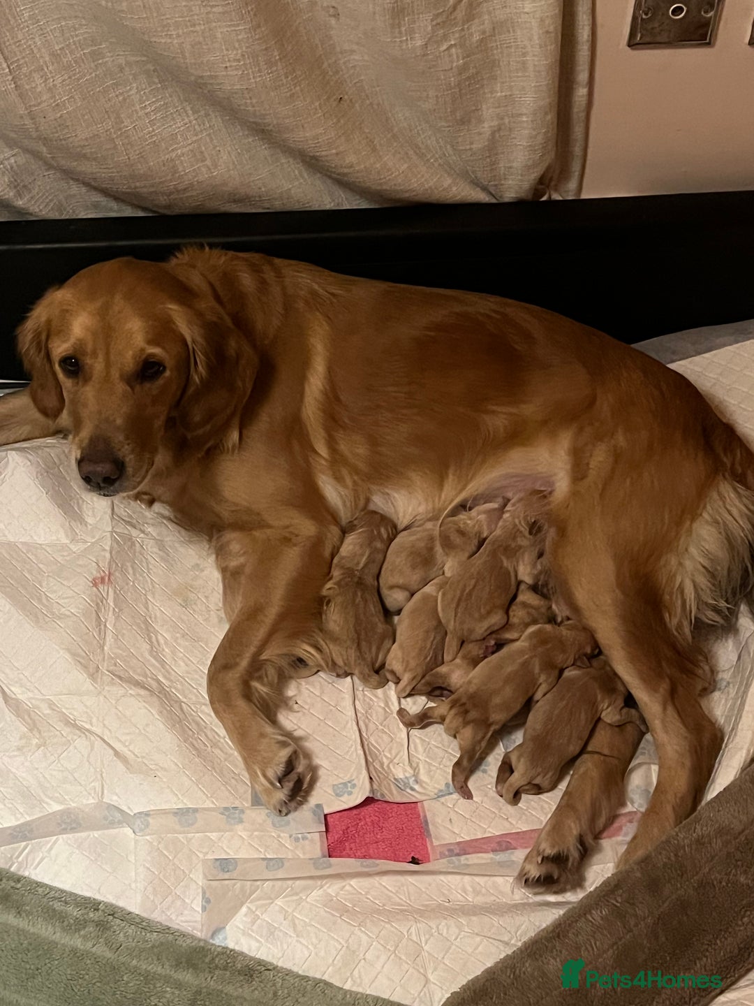 Golden Retriever dogs for sale: LITTLE BUNS - Advert 6