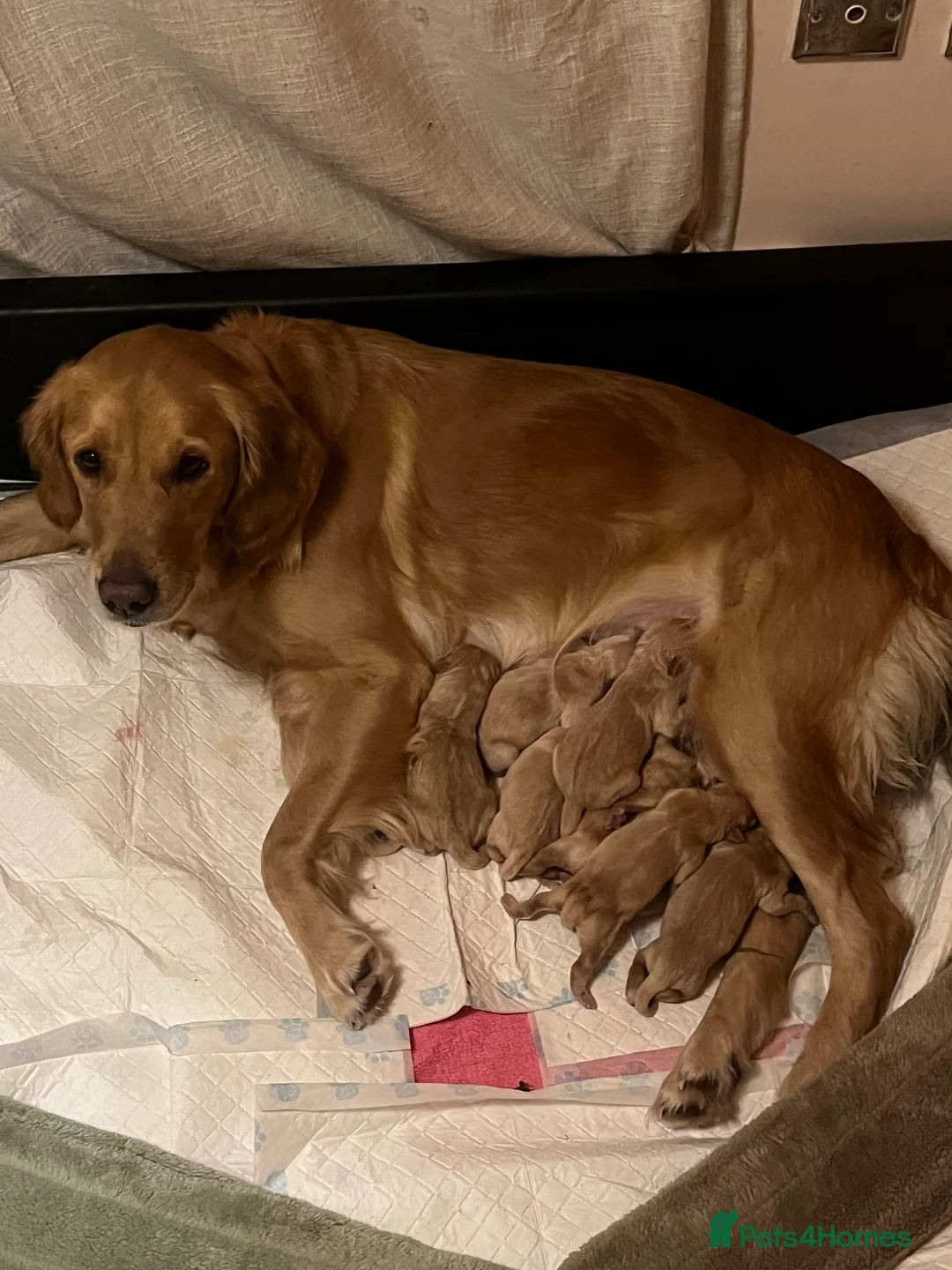 Golden Retriever dogs for sale: LITTLE BUNS - Advert 4