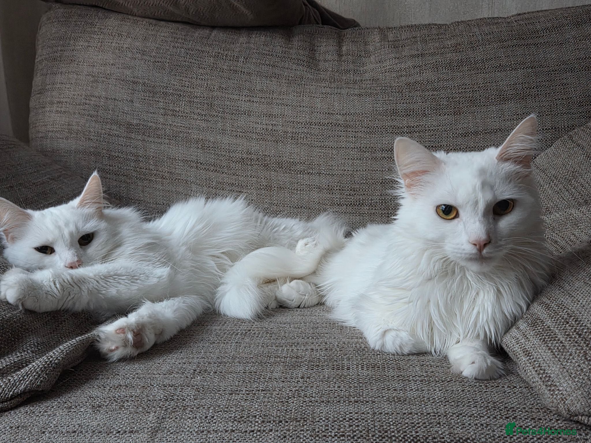 Turkish Angora cats Luna and Olive urgent rehome  - Advert 2