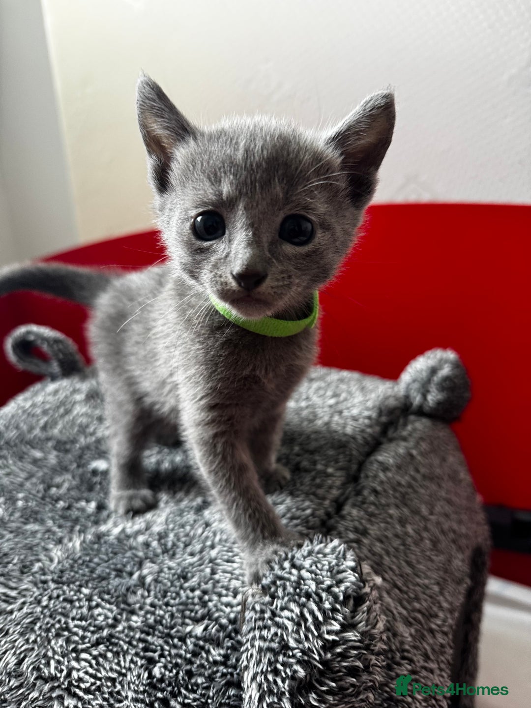 Russian Blue cats for sale: 🩵Beautiful Purebred Russian Blue kittens🩵 - Image 2