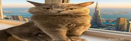 British Shorthair cats for stud: Meet our stunning boy - MIsho   - Advert 2