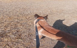 Belgian Shepherd Dog dogs for sale: Belgian malinois puppies  - Image 7