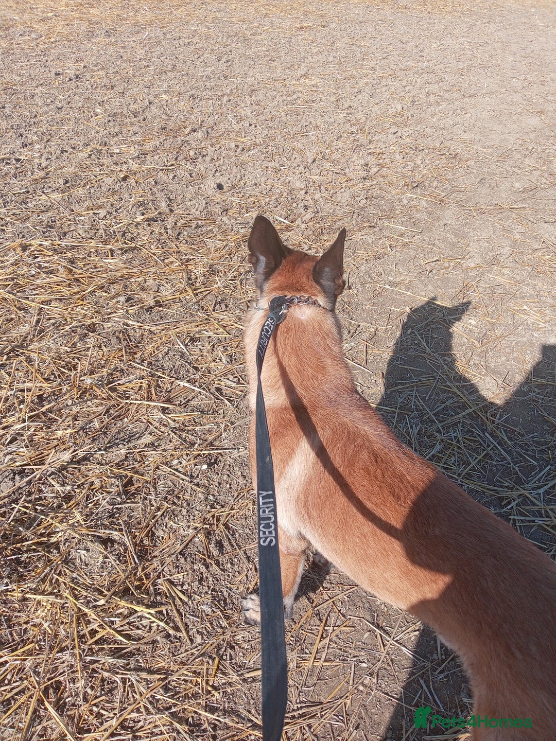 Belgian Shepherd Dog dogs for sale: Belgian malinois puppies  - Image 7