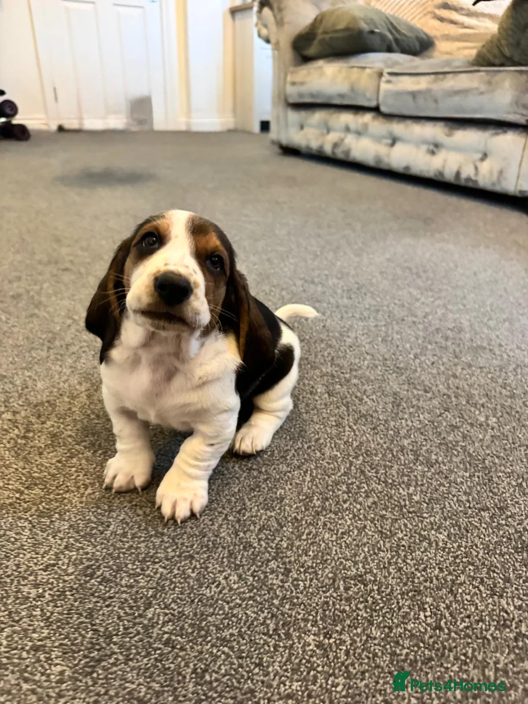 Basset Hound dogs for sale: One Beautiful Basset Hound Pup (Bertha) remaining. - Advert 5