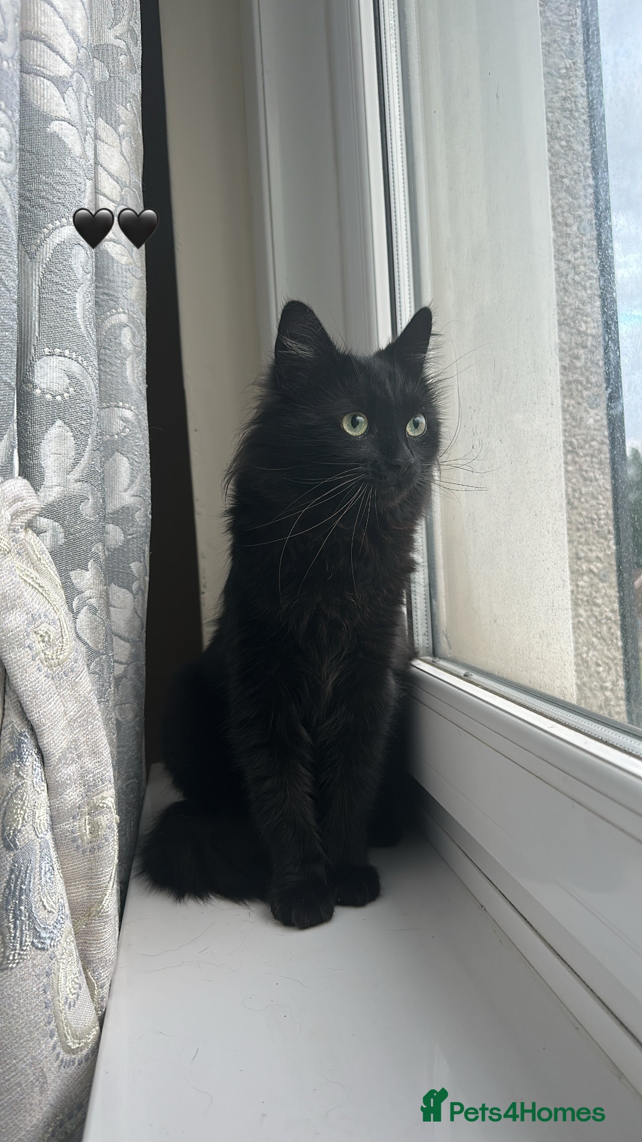 Mixed Breed cats Female cat for rehoming - Advert 1