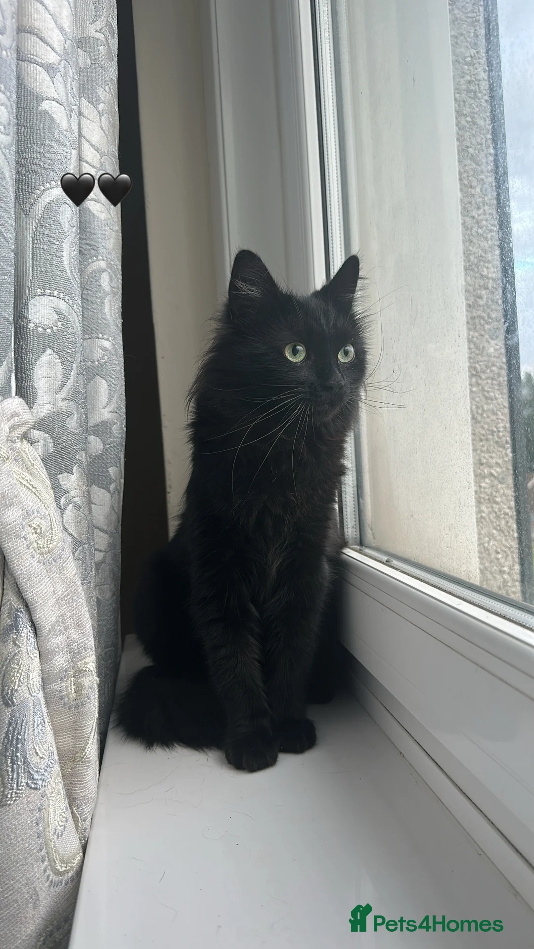 Mixed Breed cats for sale: Female cat for rehoming - Advert 1