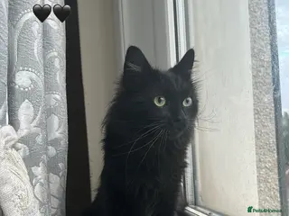 Mixed Breed cats Female cat for rehoming - Advert 1